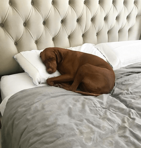 A brown dog sleeping on a mattress with his head on a pillow