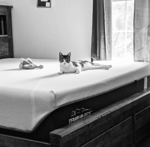 Black and white image of cat lying on Tempur-Pedic mattress