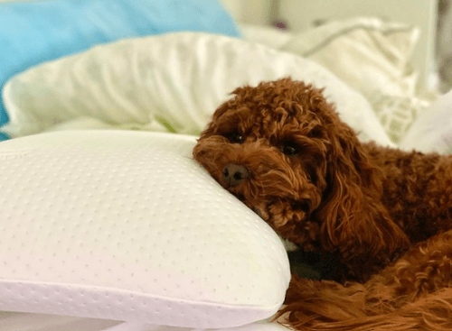 Brown cavapoo dog lying on Tempur-Pedic Symphony Pillow