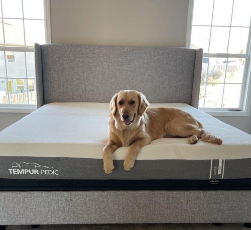 Golden retreiver lying on Tempur-Pedic Cloud Hybrid mattress