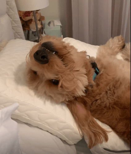Honey Bear The light brown Goldendoodle lounging on two Tempur-Cloud Pillows.png