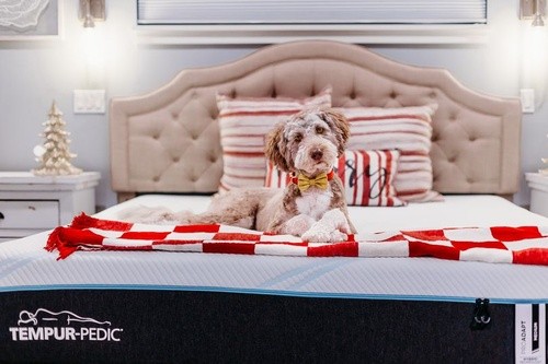 brown and white doodle breed dog sitting on a ProAdapt Tempur-Pedic mattress with a christmas blanket laying across the bed
