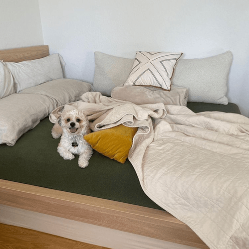 Small white dog lying on Tempur-Pedic mattress with green sheets, white quilt, and decorative pillows