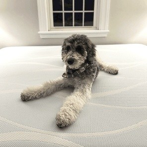 @winniethepartidoodle social post