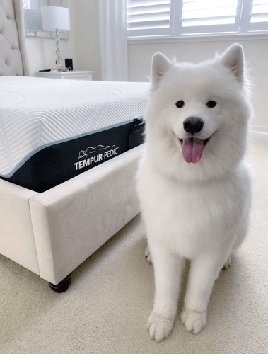 White dog sitting by Tempurpedic mattress