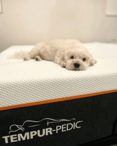 White matlese dog lying on Tempur-Pedic mattress