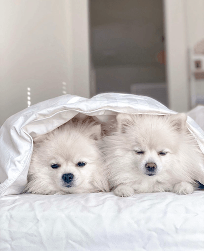 Two fluffy white dogs laying side by side in bed - tucked under a big white blanket