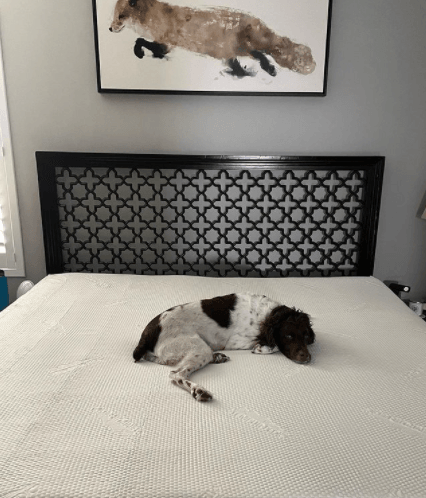 black and white dog lying on Tempur-Pedic Topper Supreme