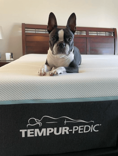 black and white french bull dog laying ona Tempur Adapt mattress