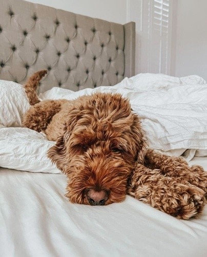 brown goldendoodle asleep on a unmade bed with a beige cloth headboard behind them