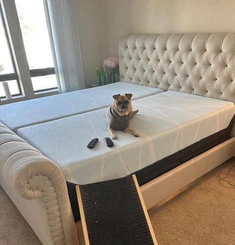 A pug sitting on unmade split king Luxe Breeze Tempur-Pedic mattress