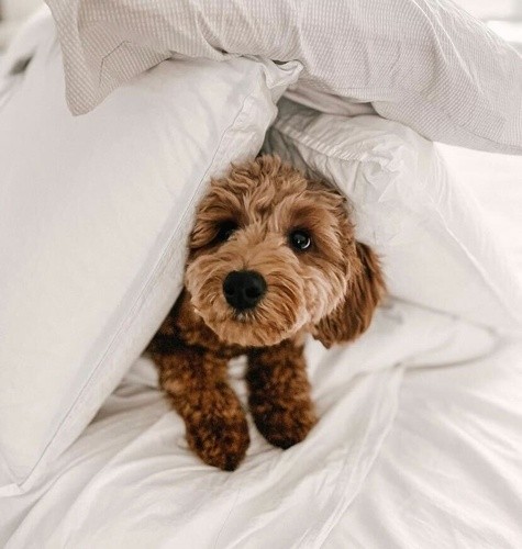 mini golden doodle puppy, laying in a TempurPedic pillow fort