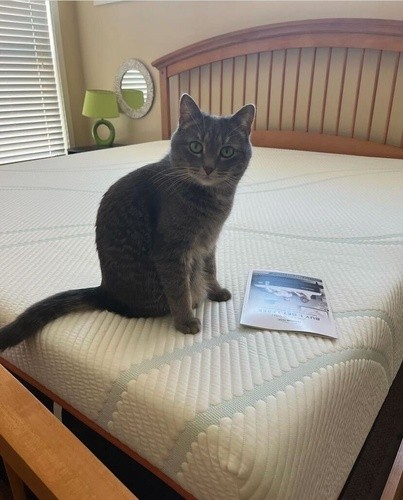 Grey cat sitting on Tempur-Pedic bed