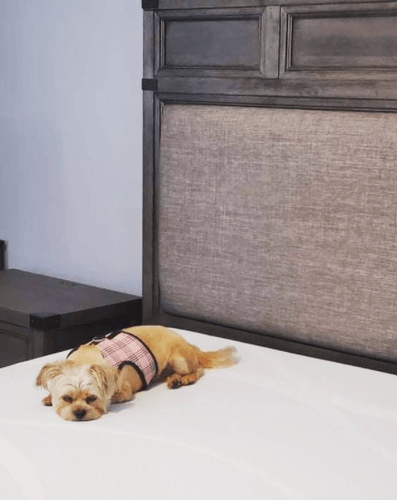 small, light brown dog wearing pink plaid vest lying on Tempur-Pedic ProBreeze mattress