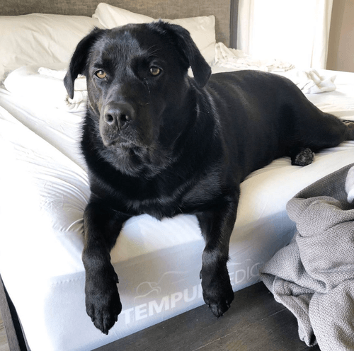 black lab lounding on mattress with paws hanging off