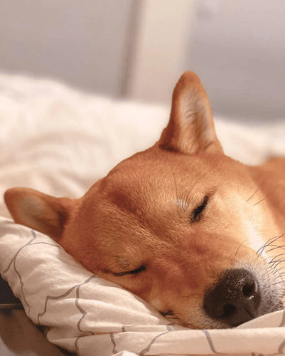 a shiba inu asleep on a mattress