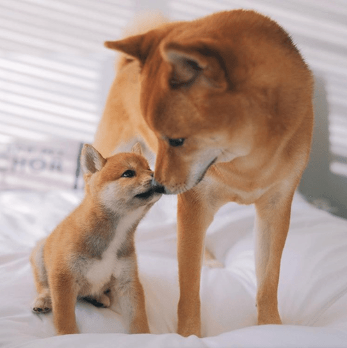 two shiba inu dogs touching noses while sitting on bed