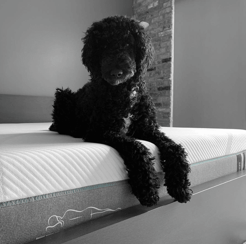 black poodle laying on an adapt mattress