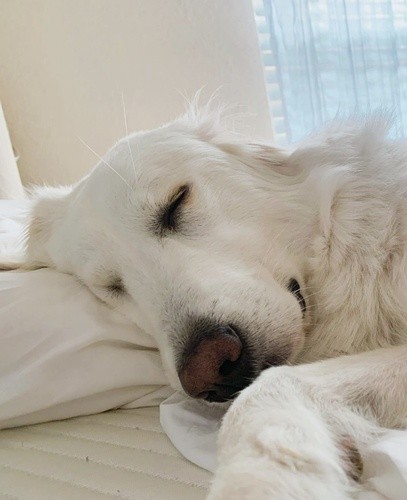 white pyrenees dog asleep on a Tempur-Pedic pillow and mattress